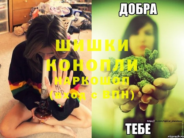 сатива Аркадак